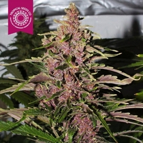 Afrokush (Tropical Seeds) Cannabis Seeds