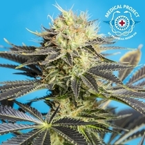 Dandy Dance (Tropical Seeds) Cannabis Seeds