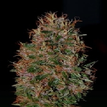 Durbakistan (Tropical Seeds) Cannabis Seeds