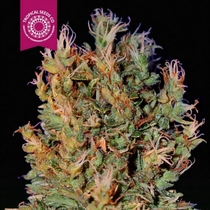 Durban Punch (Tropical Seeds) Cannabis Seeds