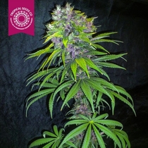 Red Afro (Tropical Seeds) Cannabis Seeds
