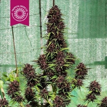 Smooth Smoke (Tropical Seeds) Cannabis Seeds