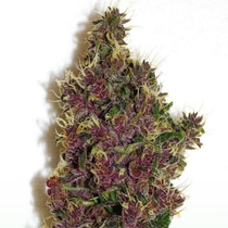 Smooth Smoke (Tropical Seeds) Cannabis Seeds