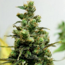 Zamalmystik (Tropical Seeds) Cannabis Seeds