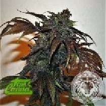 Chemonchello (True Canna Genetics Seeds) Cannabis Seeds