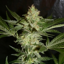 Sagans Star (True Canna Genetics Seeds) Cannabis Seeds