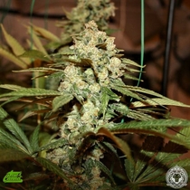Sticky Nicky (True Canna Genetics Seeds) Cannabis Seeds