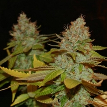 The Truth (True Canna Genetics Seeds) Cannabis Seeds