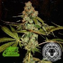 Too True (True Canna Genetics Seeds) Cannabis Seeds