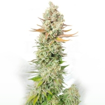 Sour Grape Widow (Ultra Genetics Seeds) Cannabis Seeds