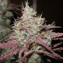 Sugar Tits (Ultra Genetics Seeds) Cannabis Seeds