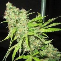 Tec 9 (Ultra Genetics Seeds) Cannabis Seeds