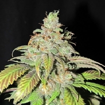 Ultra Grapefruit (Ultra Genetics Seeds) Cannabis Seeds