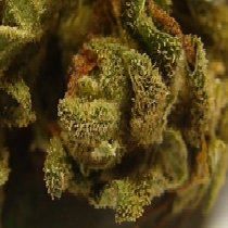 Afghani Auto (VIP Seeds) Cannabis Seeds