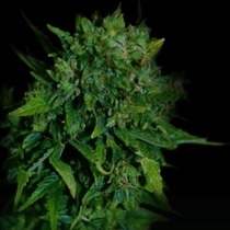 VIP (VIP Seeds) Cannabis Seeds
