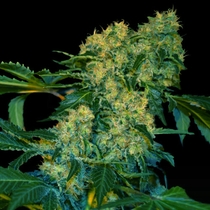 Chingis Khan (VIP Seeds) Cannabis Seeds