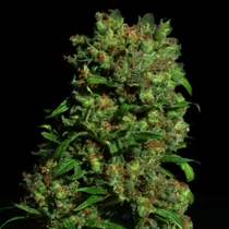 Critical VIP (VIP Seeds) Cannabis Seeds