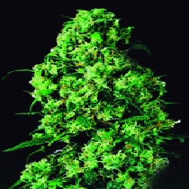 Dulce De Leche (VIP Seeds) Cannabis Seeds