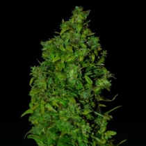 VIP Dwarf Auto (VIP Seeds) Cannabis Seeds