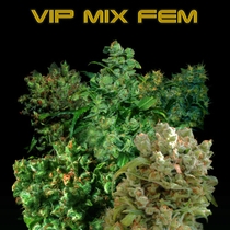 Female Mix (VIP Seeds) Cannabis Seeds