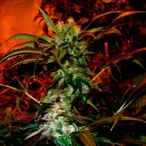 Haze (VIP Seeds) Cannabis Seeds