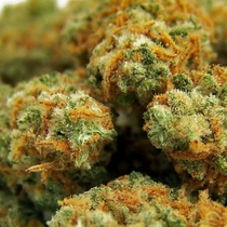 Indian Kush (VIP Seeds) Cannabis Seeds