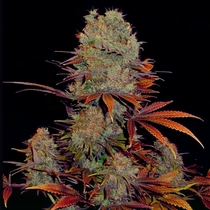 Landysh (VIP Seeds) Cannabis Seeds