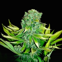 Love Peace Auto (VIP Seeds) Cannabis Seeds