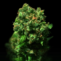 Love Peace (VIP Seeds) Cannabis Seeds