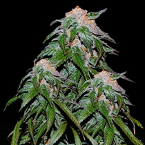 Medical VIP (VIP Seeds) Cannabis Seeds