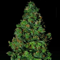 Membrana (VIP Seeds) Cannabis Seeds