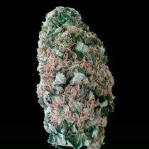 Mr Fix (VIP Seeds) Cannabis Seeds