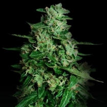 Northern Delights Auto (VIP Seeds) Cannabis Seeds