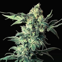 Northern VIP (VIP Seeds) Cannabis Seeds