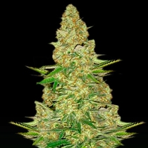Power VIP (VIP Seeds) Cannabis Seeds