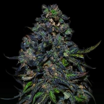 Taison Auto (VIP Seeds) Cannabis Seeds