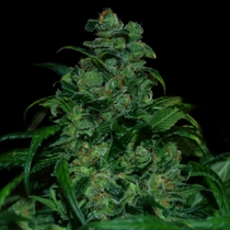 Tank (VIP Seeds) Cannabis Seeds