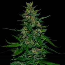 Timanfaya Auto (VIP Seeds) Cannabis Seeds