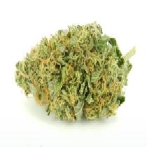 Auto Torpedo (VIP Seeds) Cannabis Seeds