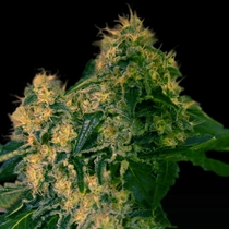 Torpedo (VIP Seeds) Cannabis Seeds
