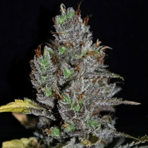 Viagrra (VIP Seeds) Cannabis Seeds