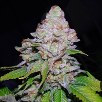 White Berry (VIP Seeds) Cannabis Seeds