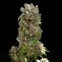 White Spanish (VIP Seeds) Cannabis Seeds