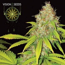 AK 49 Auto (Vision Seeds) Cannabis Seeds