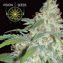 Amnesia (Vision Seeds) Cannabis Seeds