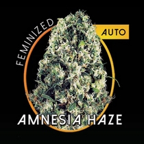 Amnesia Haze Auto (Vision Seeds) Cannabis Seeds
