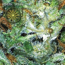 Big Bud (Vision Seeds) Cannabis Seeds