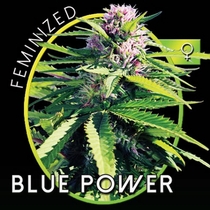 Blue Power (Vision Seeds) Cannabis Seeds