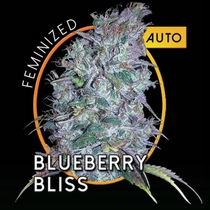 Blueberry Bliss Auto (Vision Seeds) Cannabis Seeds
