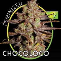 Choco Bud (Vision Seeds) Cannabis Seeds